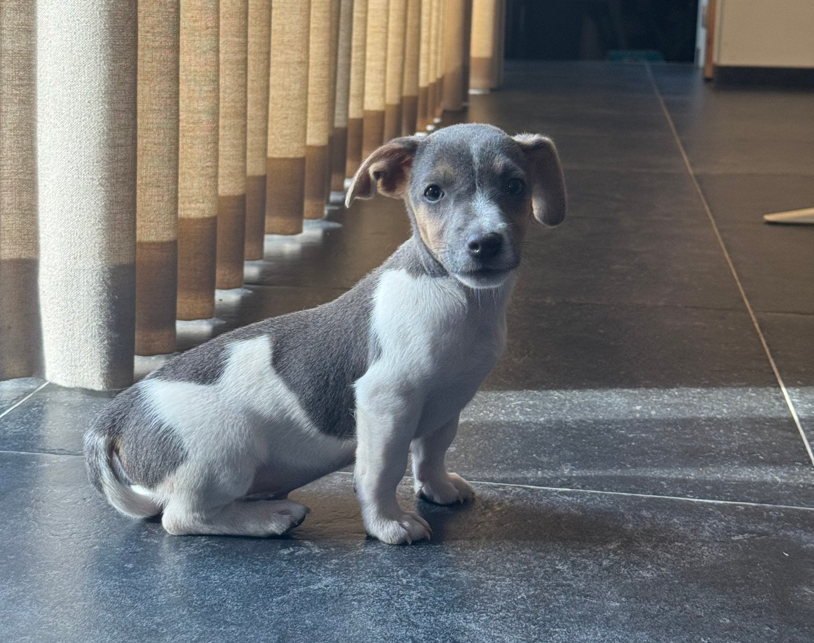 Jack russel pups te koop, België, Particulier, HCC (leverziekte), Jack Russell Terriër