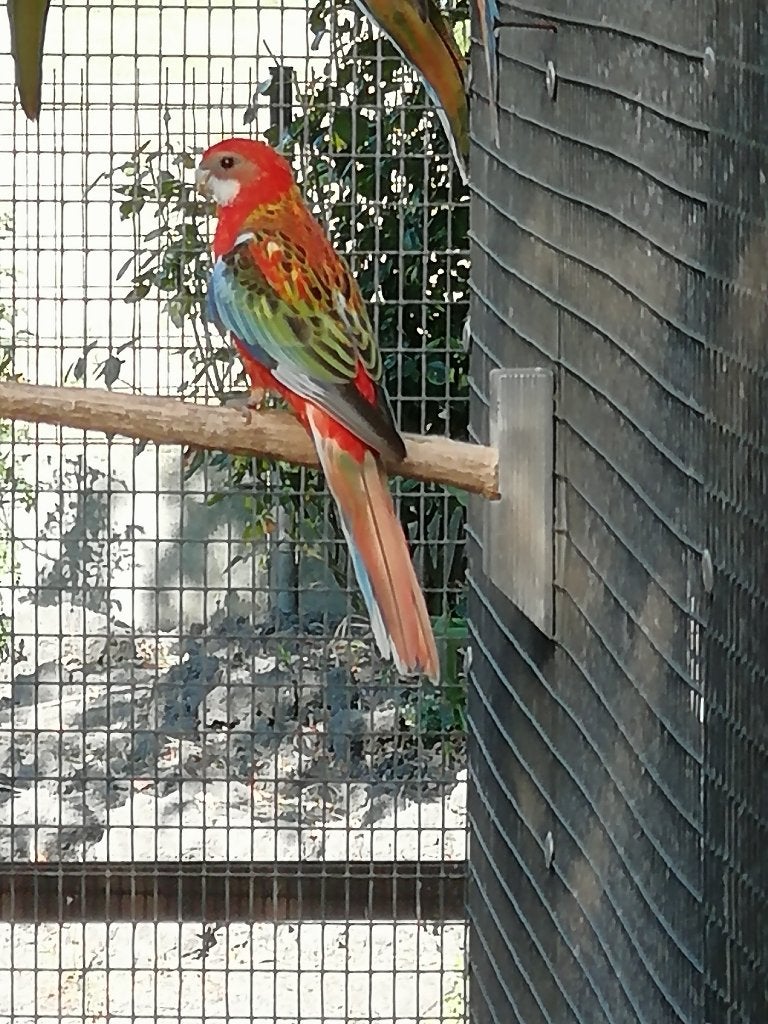 rosella rood, Dieren en Toebehoren, Geslacht onbekend, Parkiet, Geringd