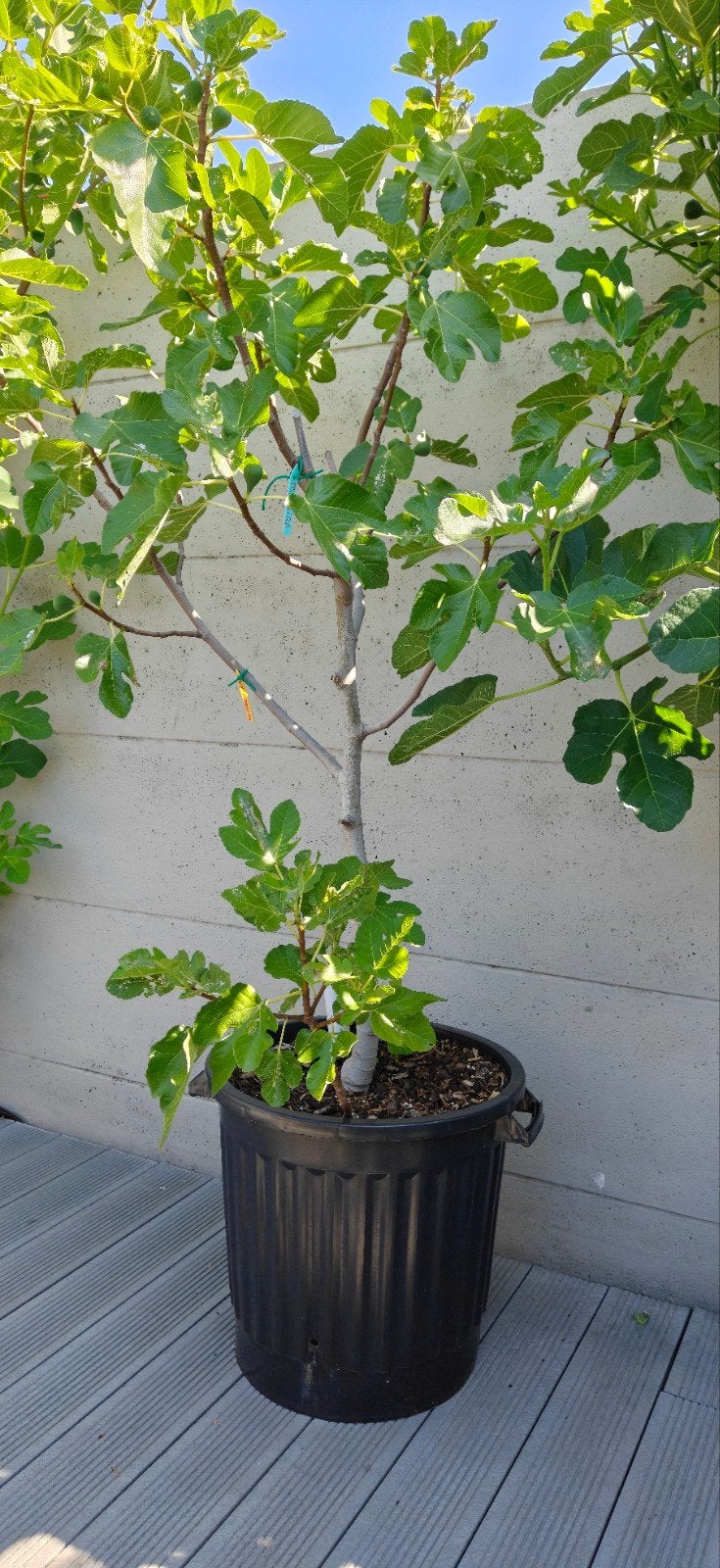 vijgenbomen, Tuin en Terras, Planten | Bomen, Ophalen