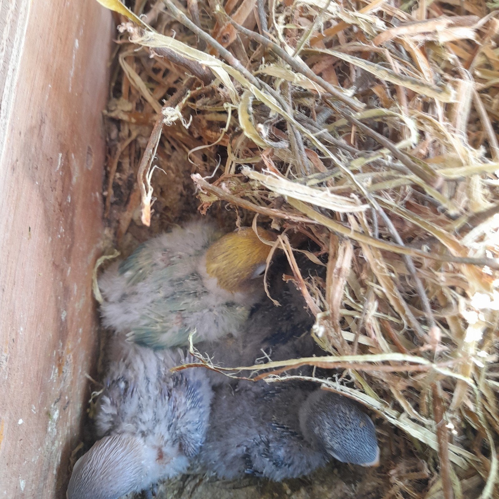 personatas, Dieren en Toebehoren