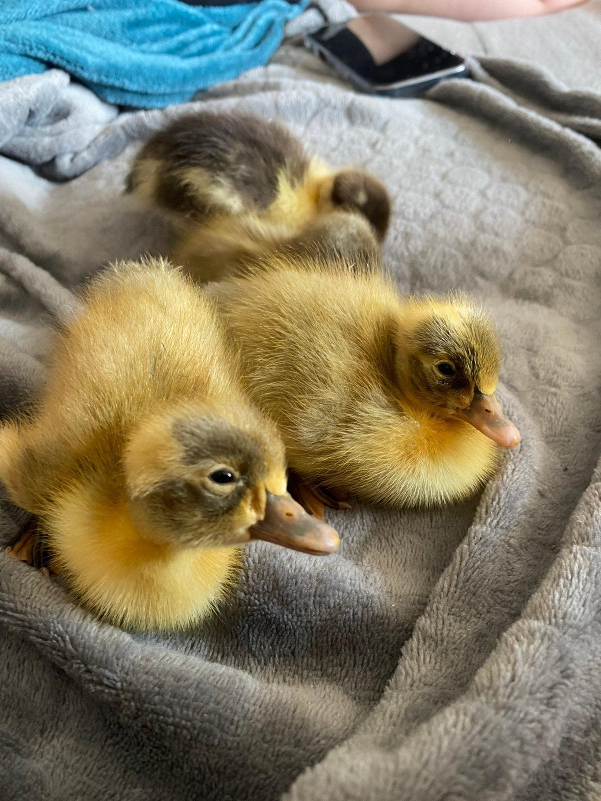Indishe loopeenden, Dieren en Toebehoren, Pluimvee
