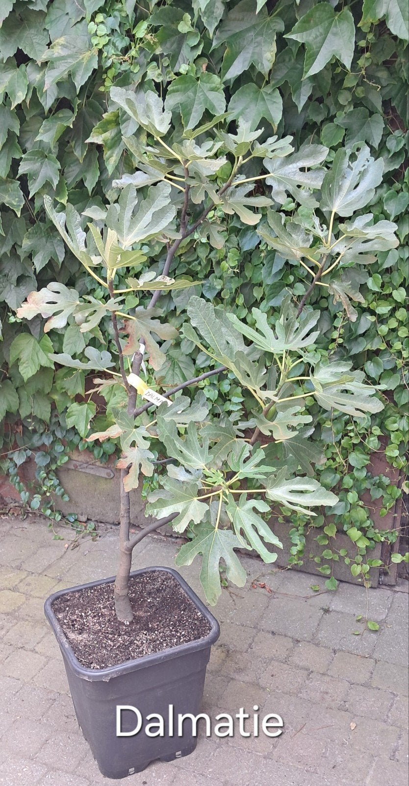 vijgenboom Dalmatie, Ophalen