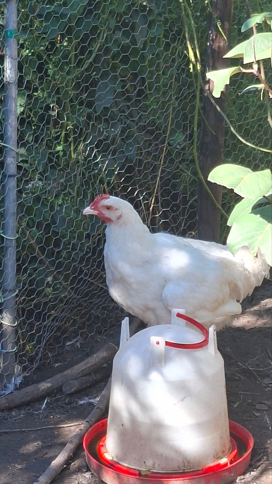 jonge witte haan - Mechelse hoen., Dieren en Toebehoren, Mannelijk, Kip
