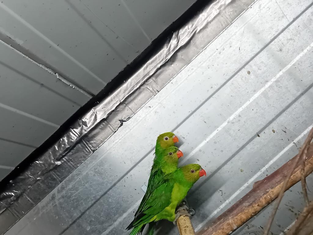 Geelkoplori, Dieren en Toebehoren, Ophalen