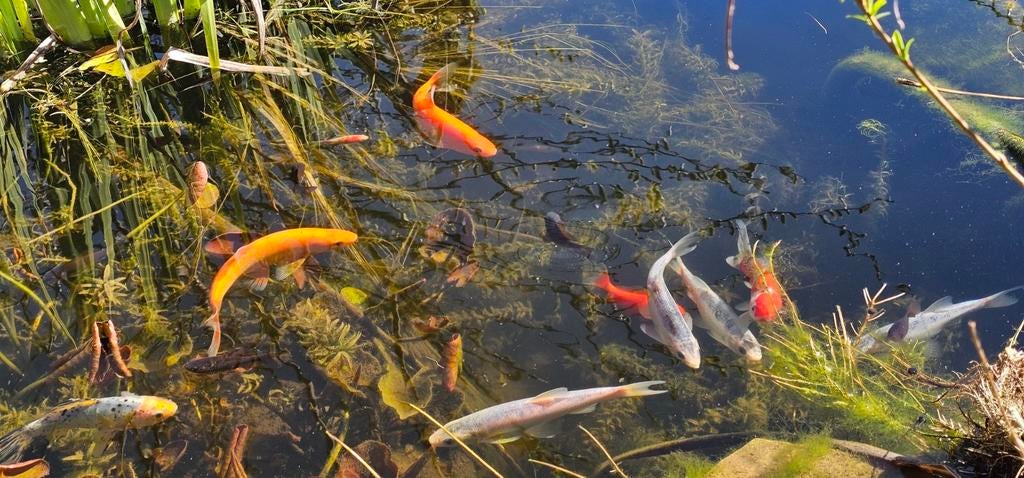 Goudvissen, Poisson(s) rouge(s)