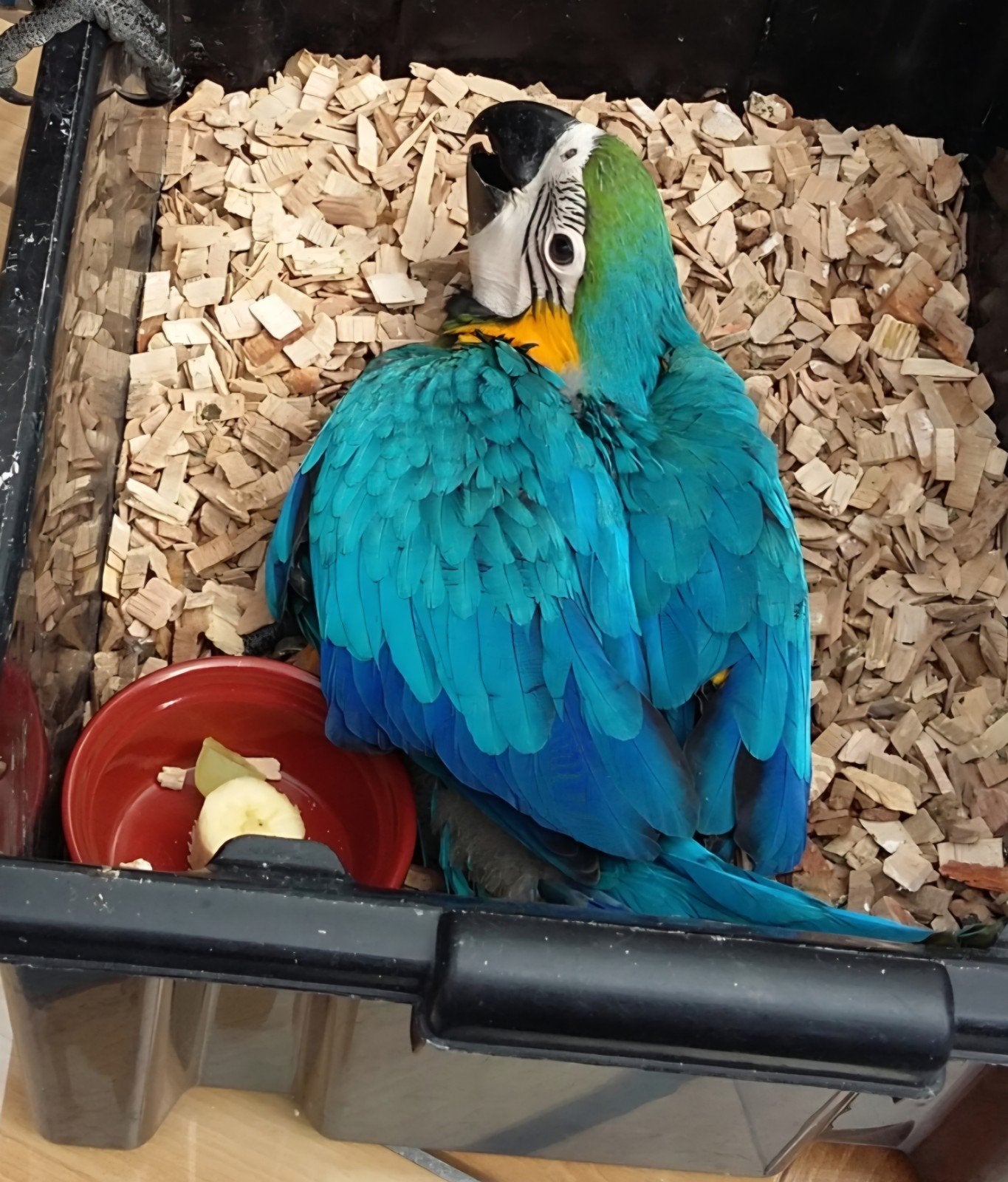 blauwgele ara (baby), Dieren en Toebehoren, Geslacht onbekend, Papegaai, Tam