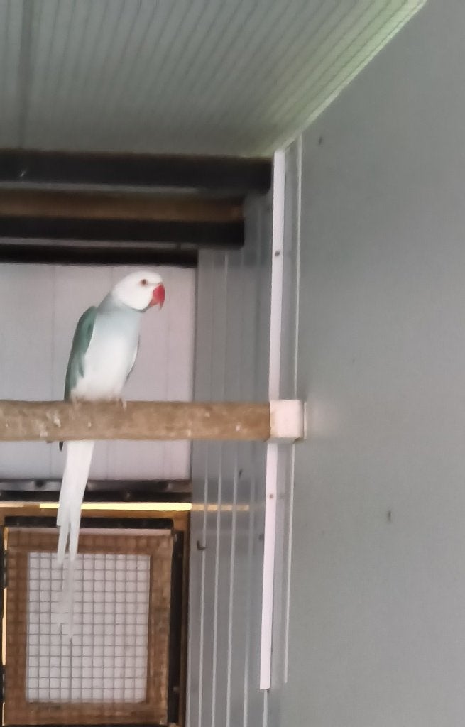 Halsband parkiet, Parkiet, Geringd