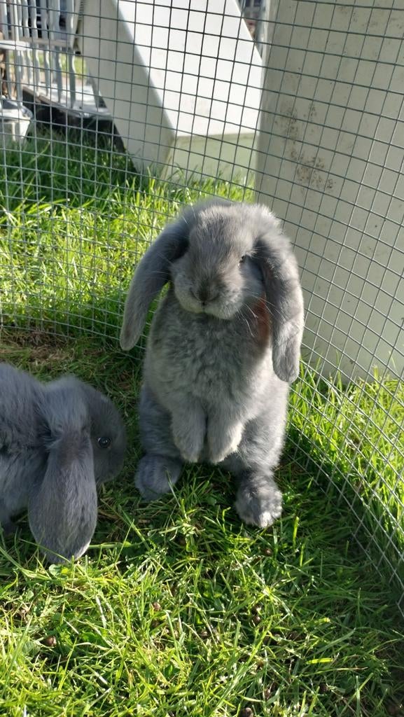 Franse hangoor ram, Dieren en Toebehoren, Konijnen