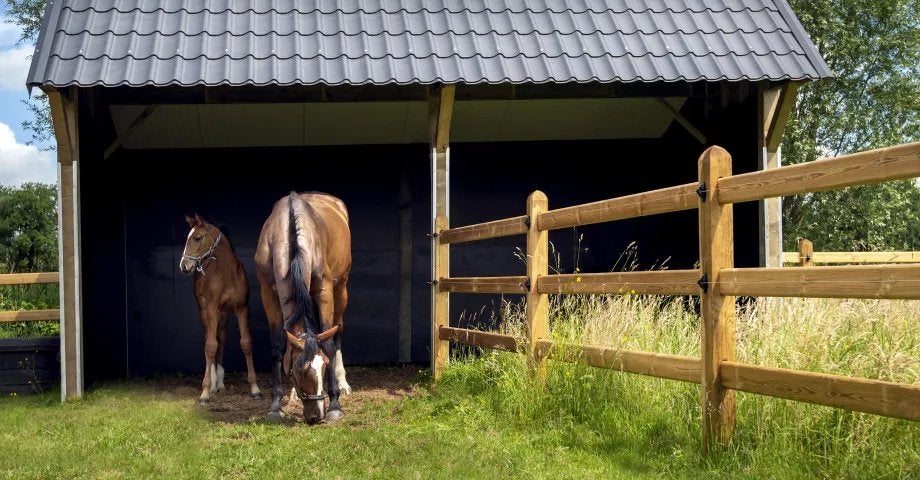 PAARDENWEIDE GEZOCHT