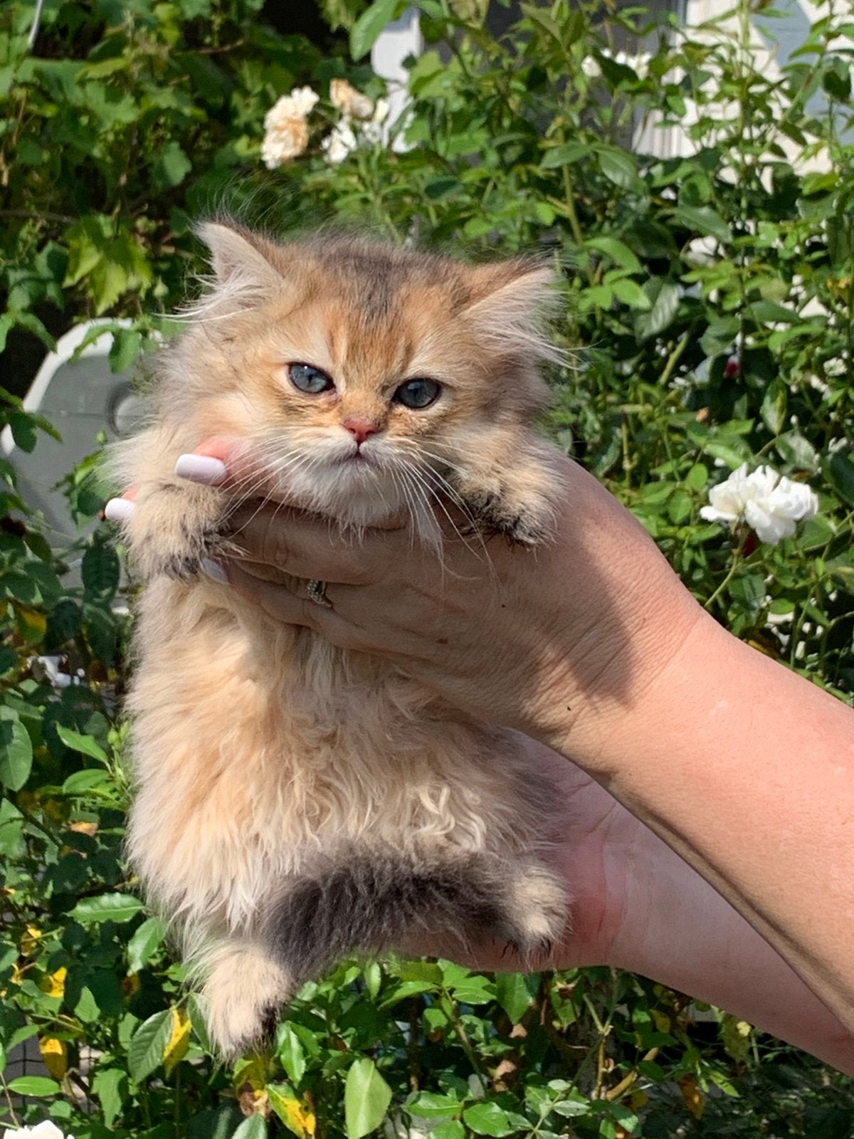 Brits kort en langhaar, Meerdere dieren, Met stamboom, 0 tot 2 jaar