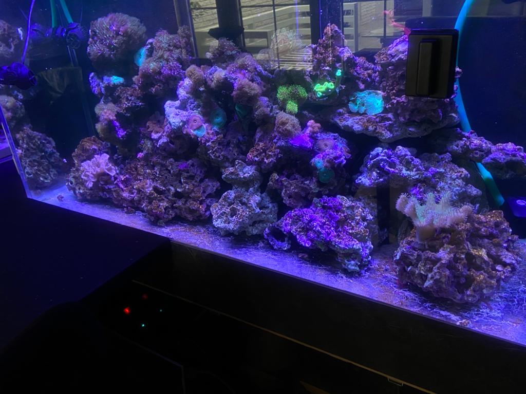 Zeeaquarium levend steen te koop, Enlèvement