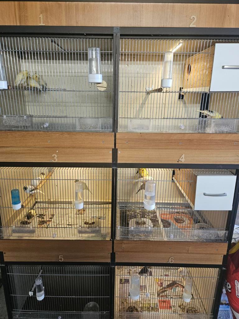 Broedkooi, Dieren en Toebehoren, Ophalen, Zo goed als nieuw, Broedkooi of Kweekkooi