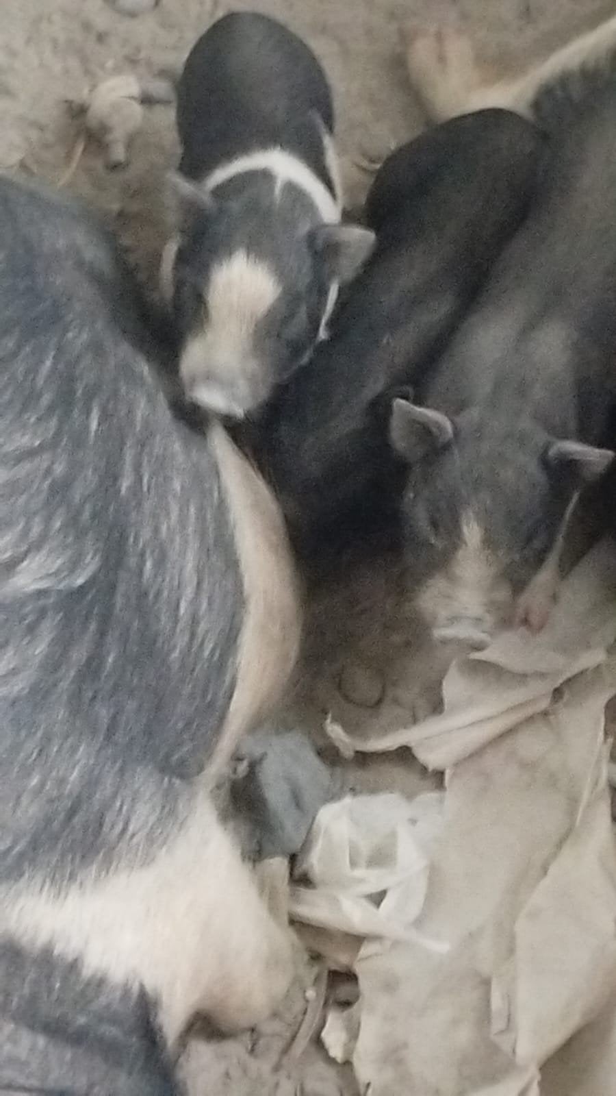 Bébé cochons vietnamien, Enlèvement