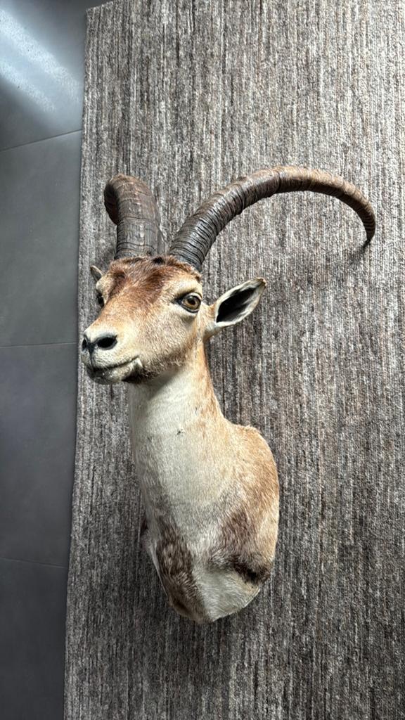 Taxidermie: Ibex / steenbok, Ophalen, Zo goed als nieuw