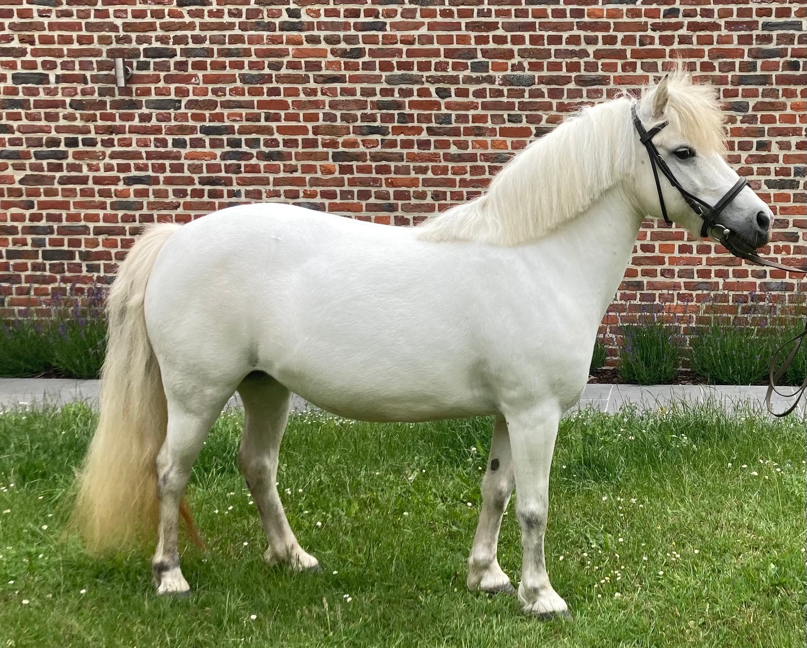 Ponette super avec les enfants, Animaux & Accessoires, Poneys, Vermifugé, Poney B (1.17 m à 1.27 m), 11 ans ou plus, Poney de récréation