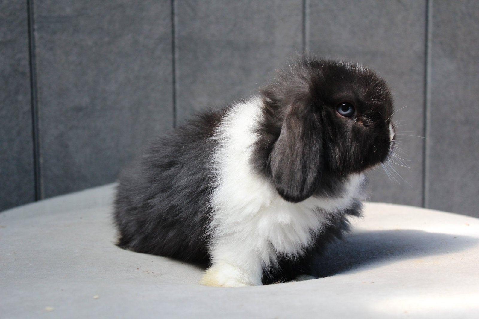Zwartbonte bo minilop voedster, Femelle, Petit, Oreilles tombantes, 0 à 2 ans
