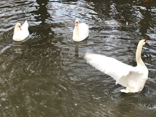 Knobbelzwanen witte zwanen te koop, Dieren en Toebehoren, Meerdere dieren