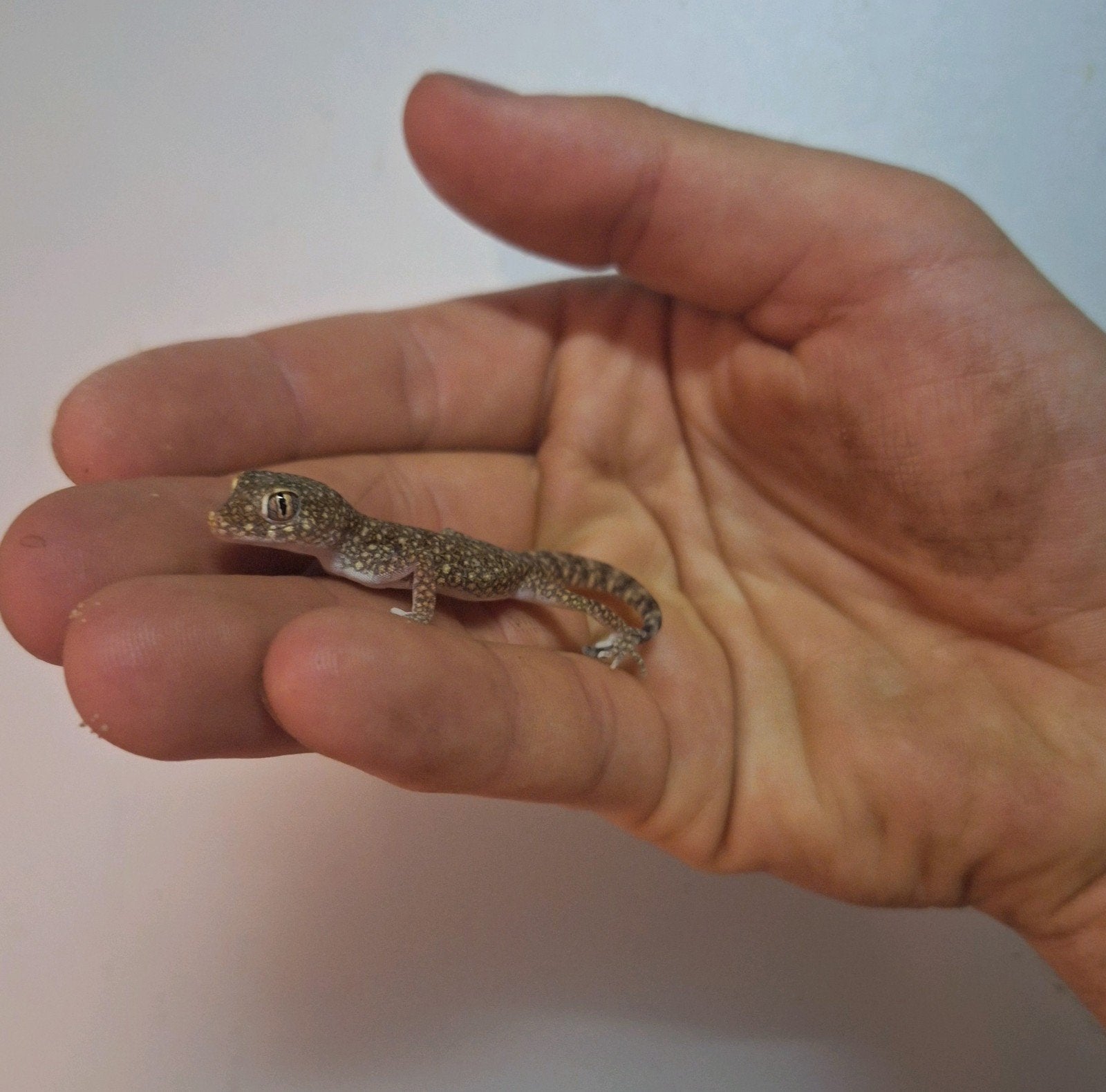 Dunvinger gekko's, Dieren en Toebehoren, Reptielen en Amfibieën