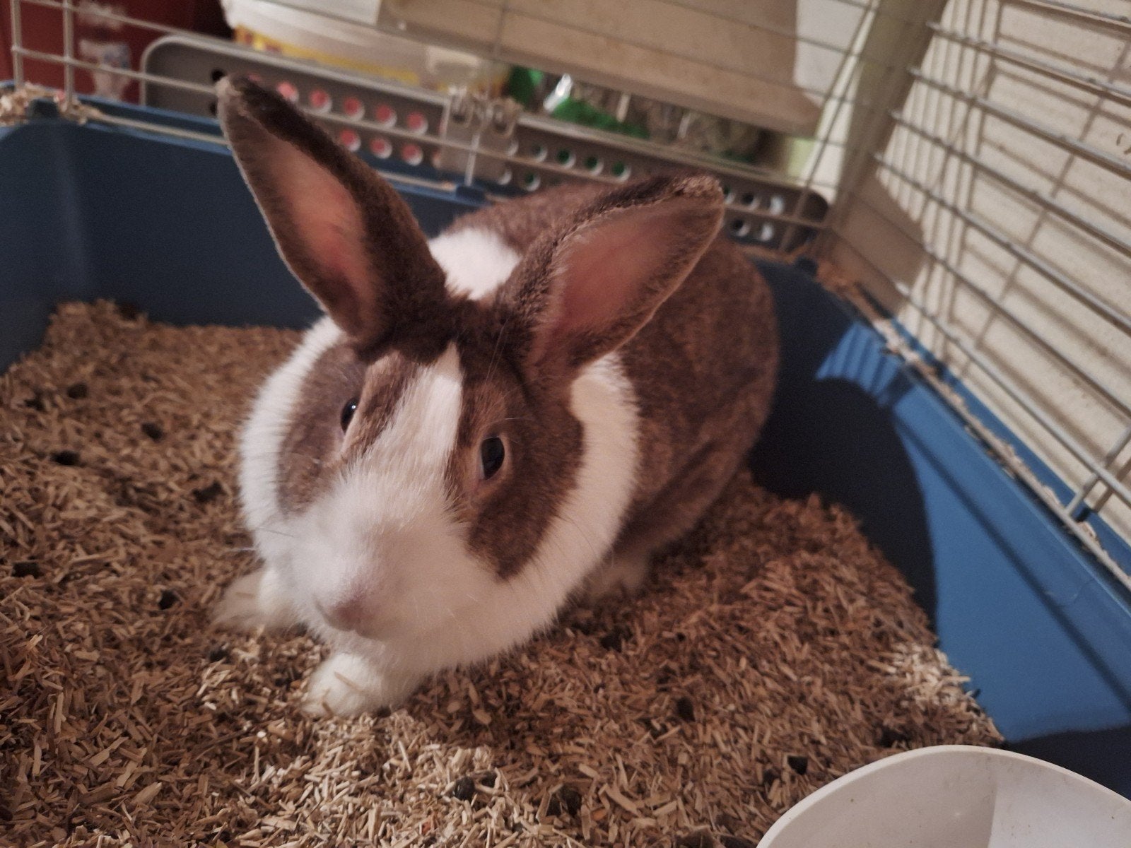 lapin femelle à la recherche d'une nouvelle maison, Animaux & Accessoires, Lapins, Femelle, Taille moyenne, 0 à 2 ans