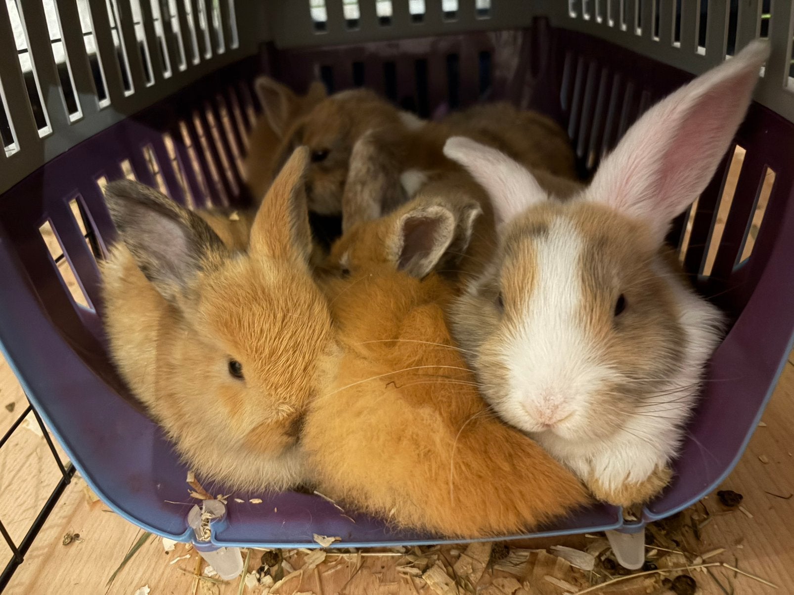 Jonge kleurdwerg konijntjes, Animaux & Accessoires, Plusieurs animaux, Nain, 0 à 2 ans