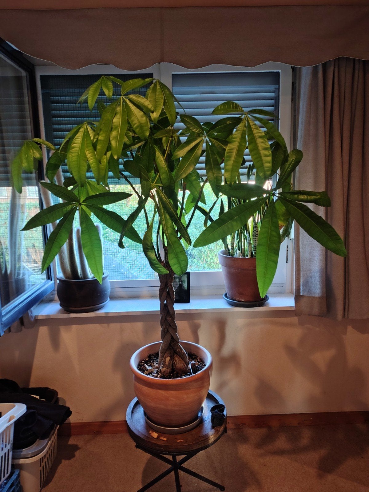 pachira Aquatica,watercacao, Groene kamerplant, Ophalen, Halfschaduw, 100 tot 150 cm