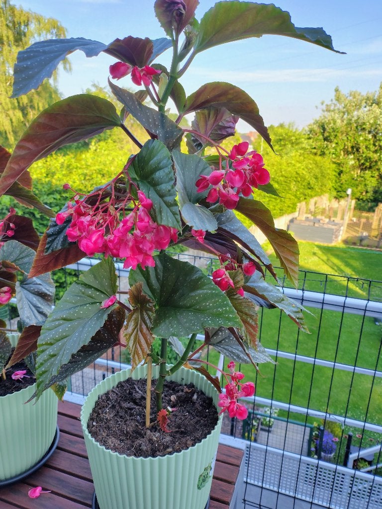 planten, Tuin en Terras, Vaste plant, Halfschaduw, Zomer, Ophalen