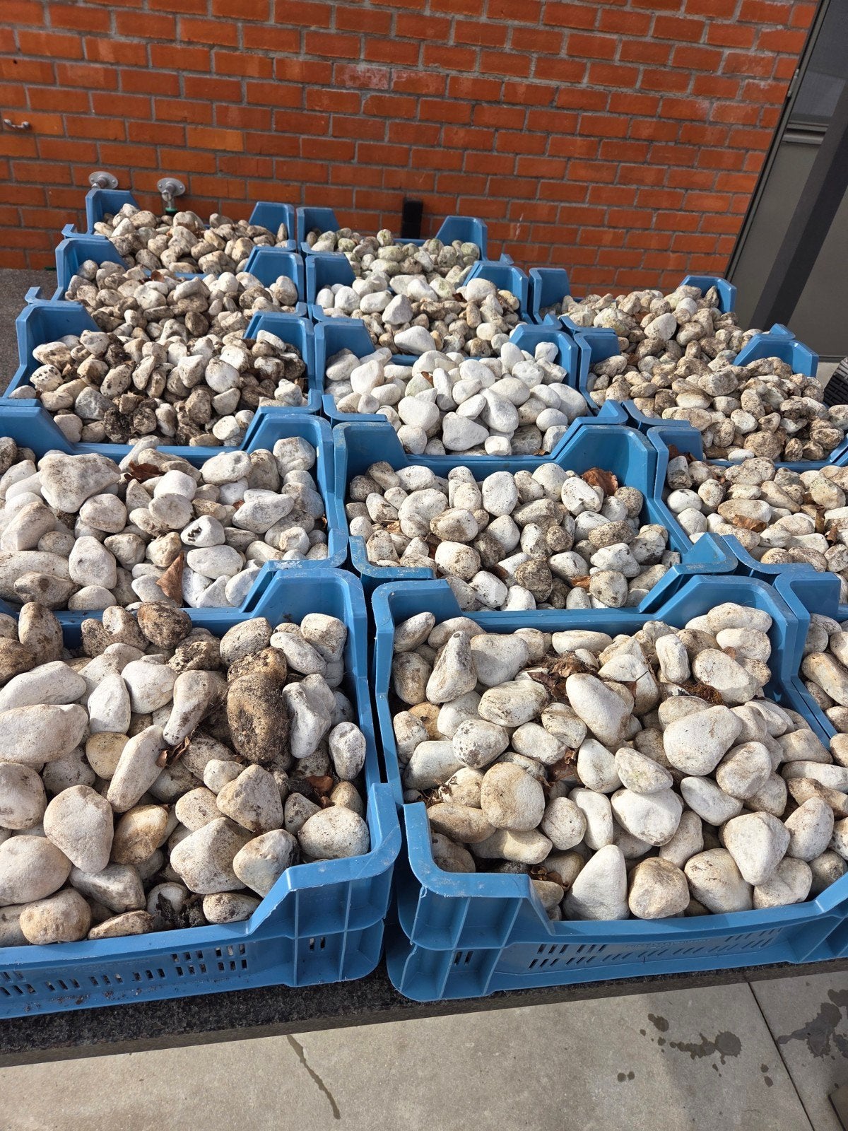 witte keien, Enlèvement