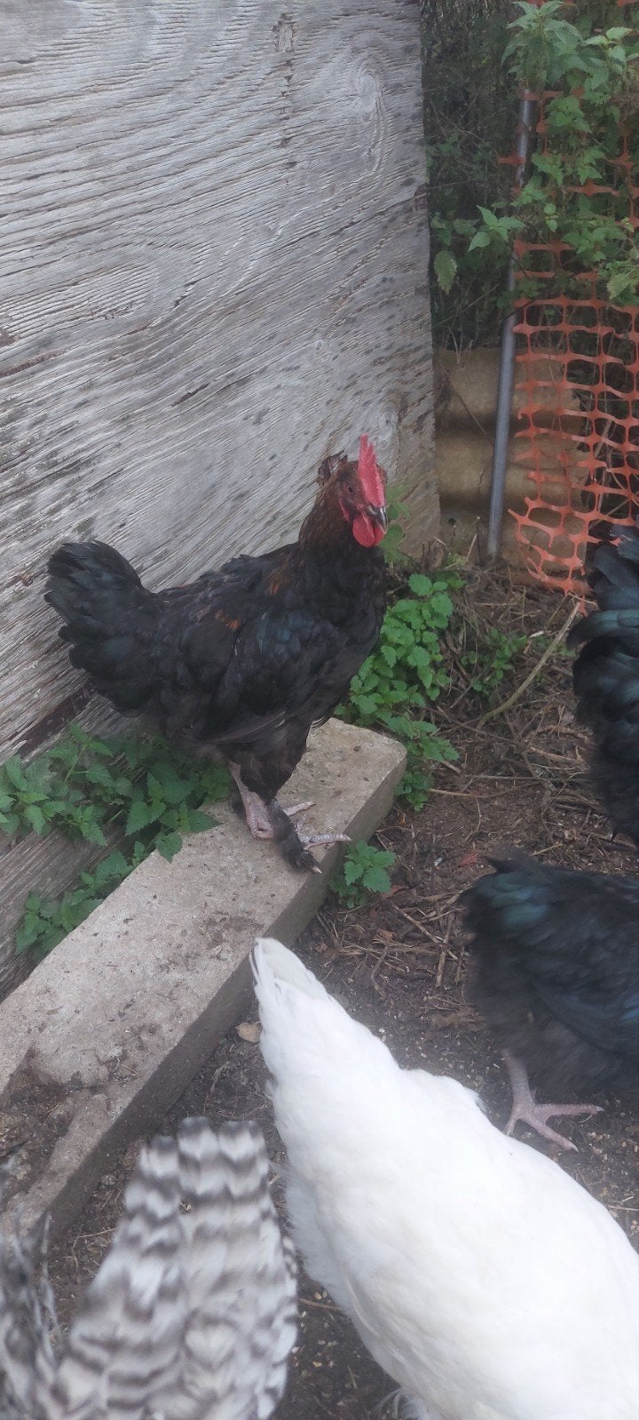 marans haan, Mannelijk, Kip