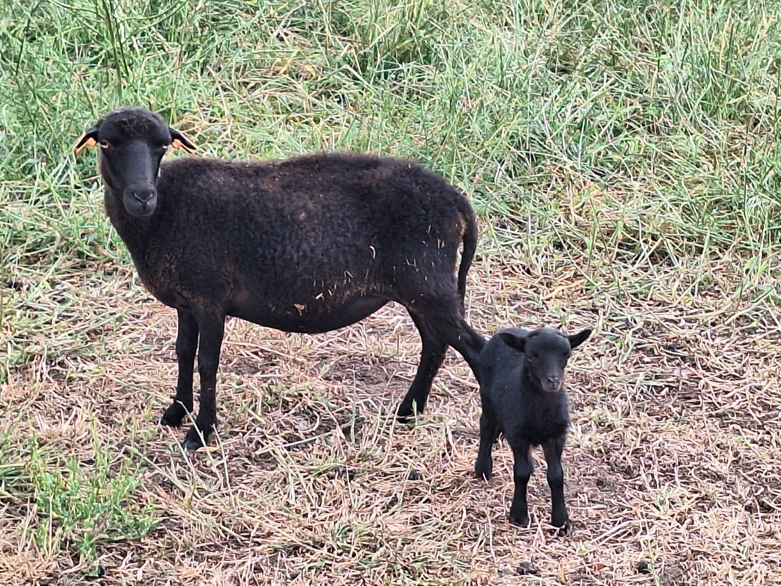 ouessant ooi met haar bokken lammetje, Mouton