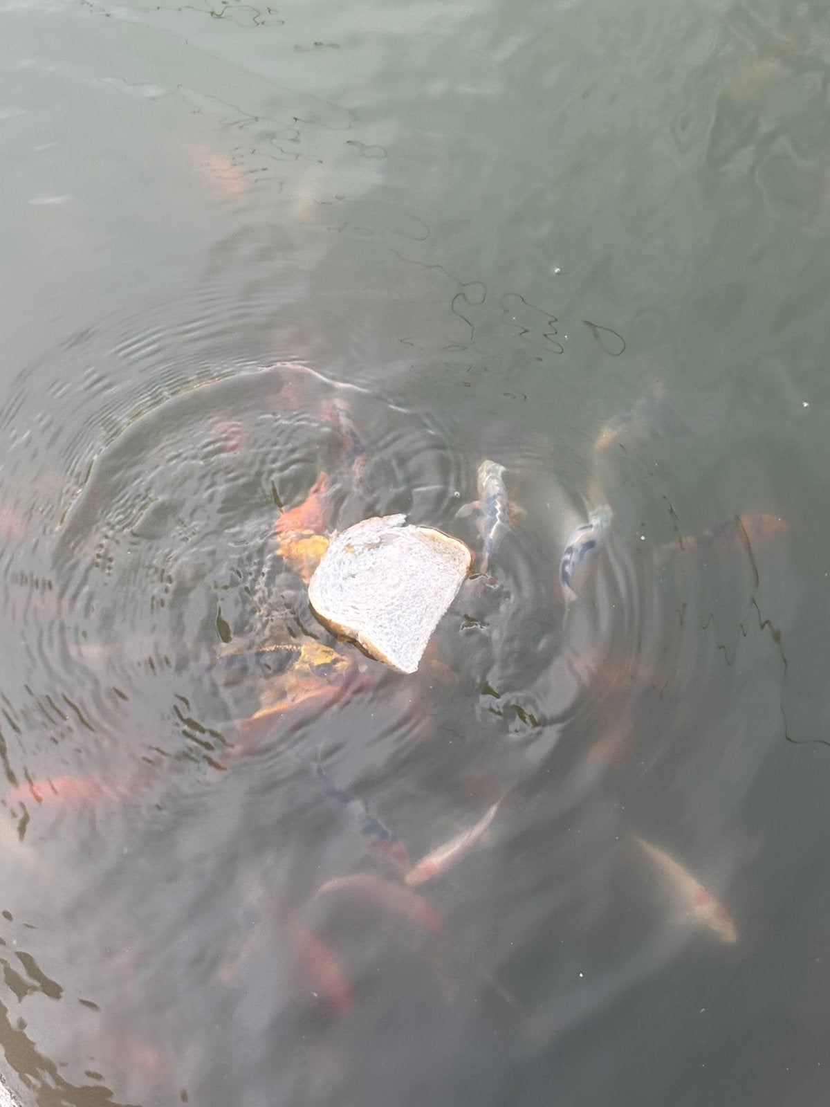 Koi