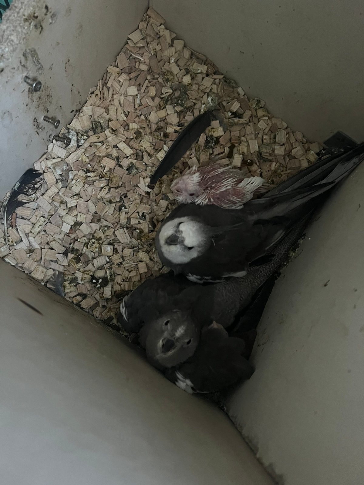 Male calopsitte perdu bague noir au pied 2019, Dieren en Toebehoren, Vogels | Parkieten en Papegaaien