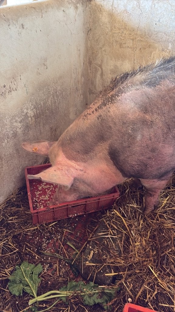 Cochon, Animaux & Accessoires, Moutons, Chèvres & Cochons, Mâle, Porcs, 3 à 5 ans