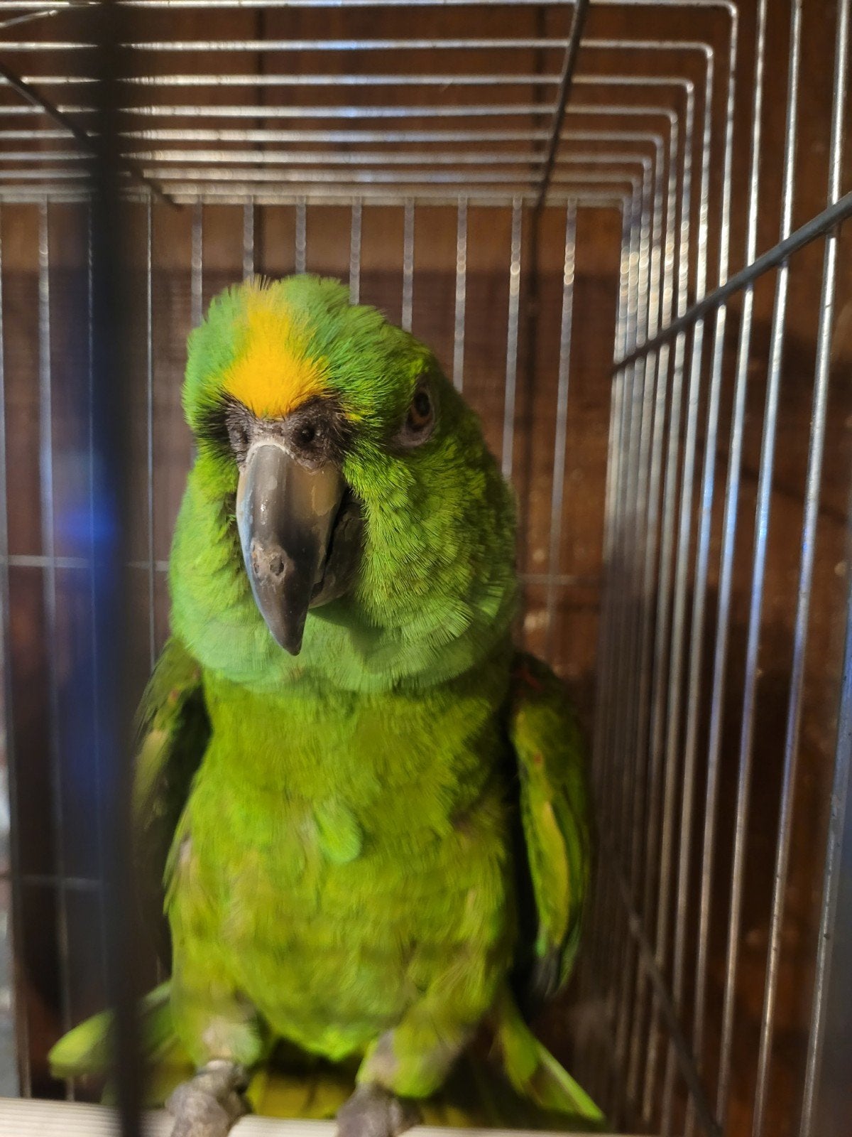 Peroquet  a front jaune, Animaux & Accessoires, Oiseaux | Cages & Volières