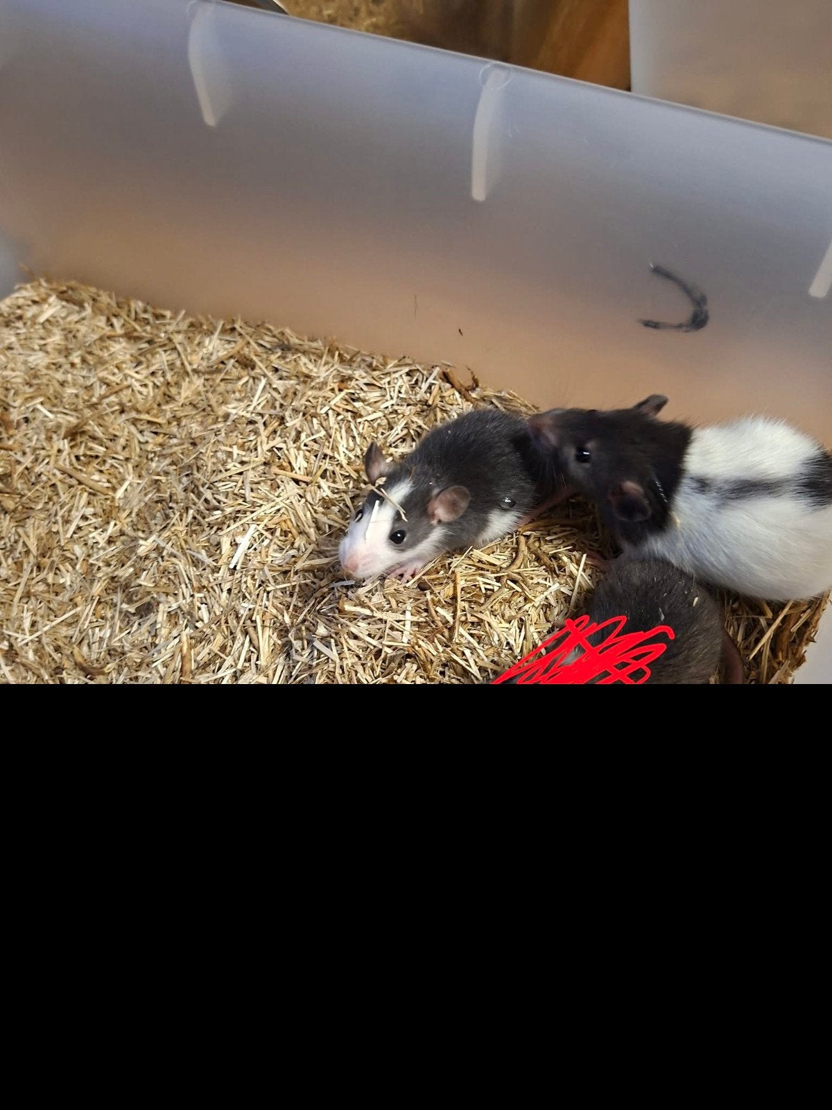 ratjes, Dieren en Toebehoren, Knaagdieren, Rat, Augustus, Meerdere dieren, Tam