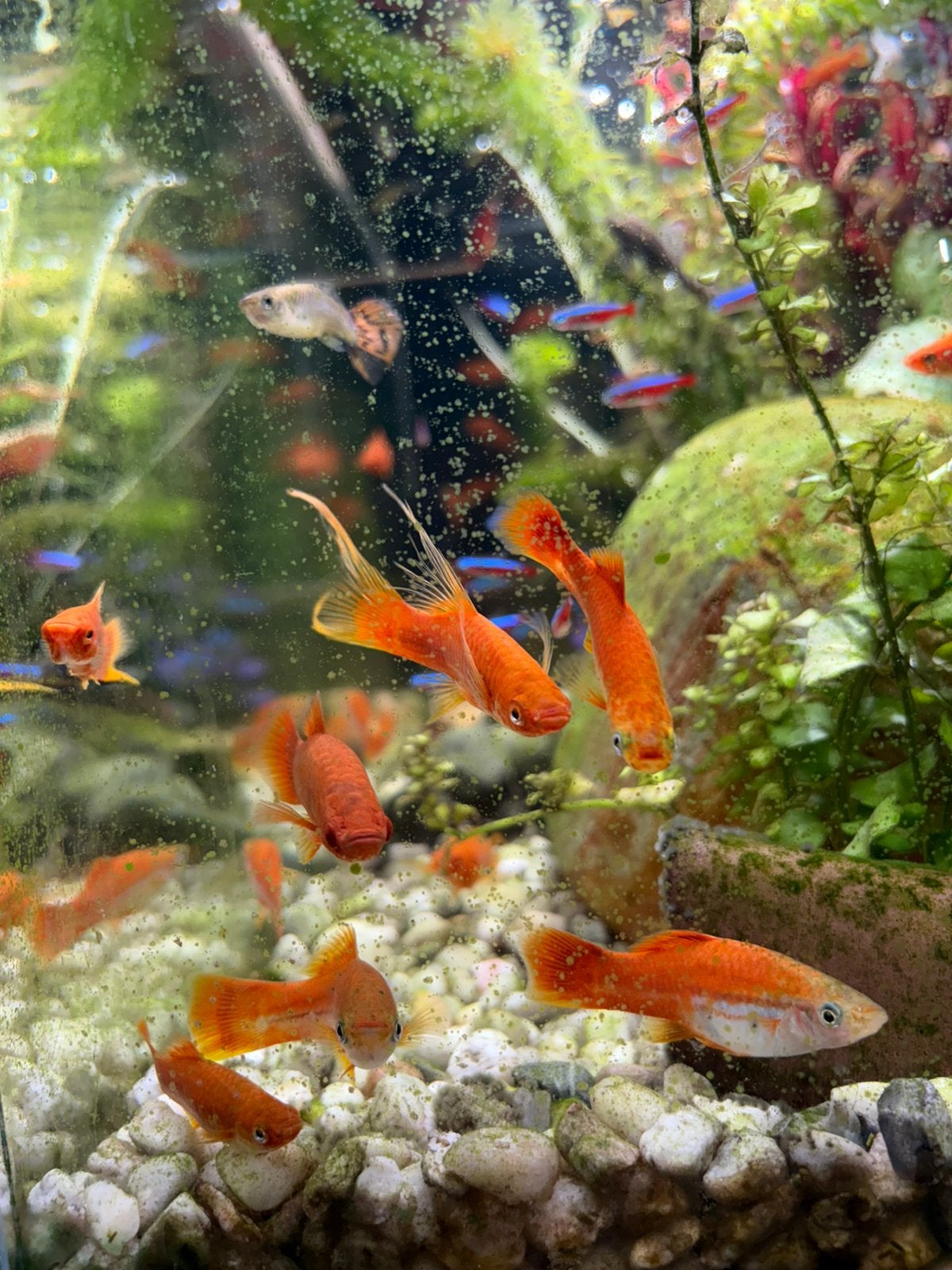 Zwaarddragers, Dieren en Toebehoren, Vissen | Aquariumvissen