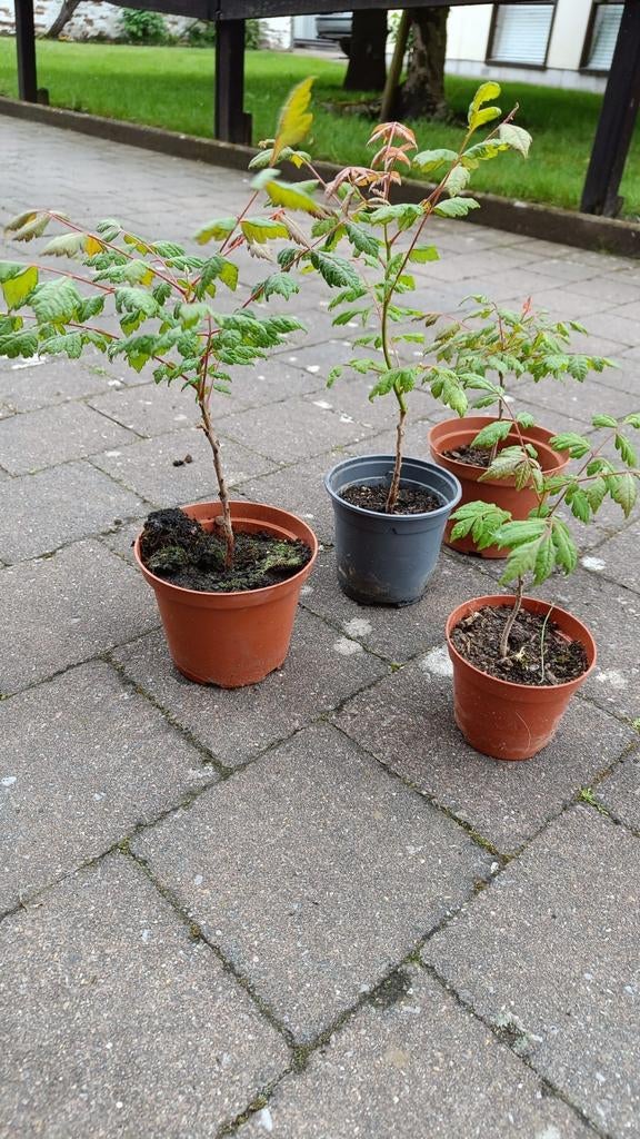Chinese vernisboompjes, Jardin & Terrasse, Plantes | Arbres, Arbre à bulbes, Plein soleil, Enlèvement, Été