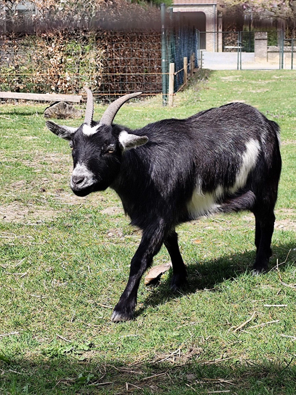 3 miekes, Dieren en Toebehoren, Schapen, Geiten en Varkens