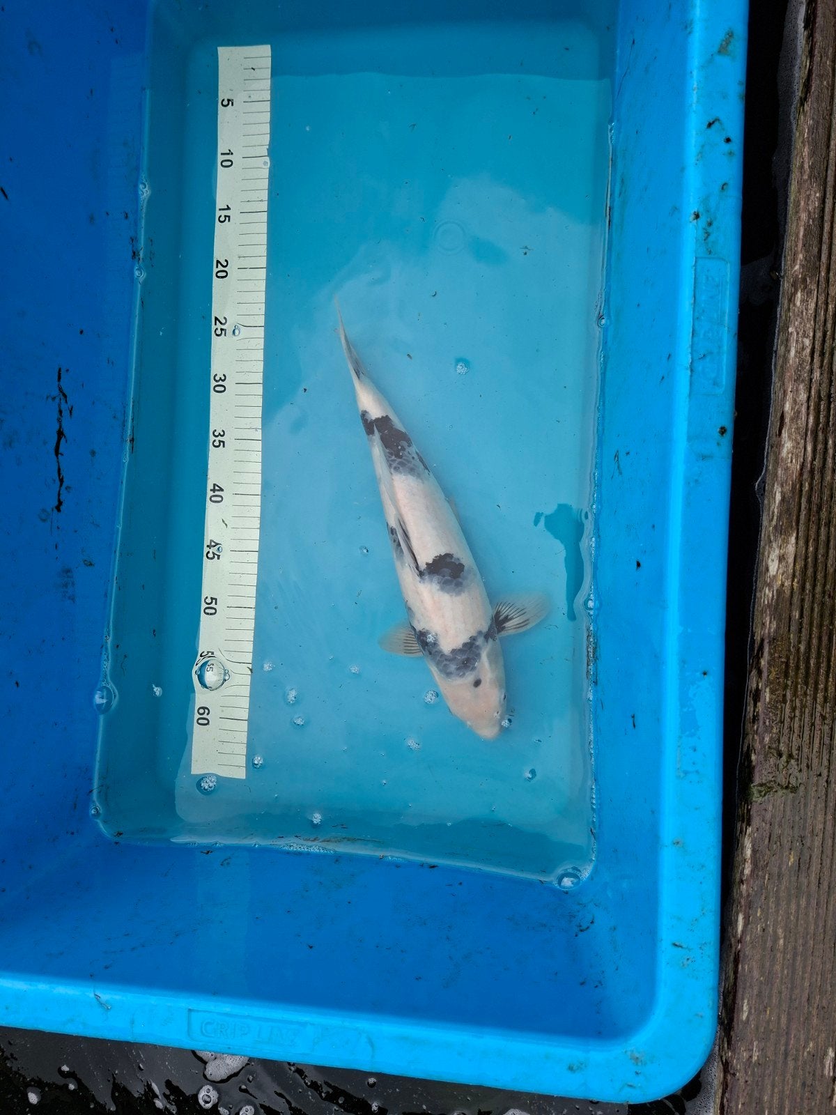 Japanse koi shiro utsuri, Dieren en Toebehoren, Karper of Koi
