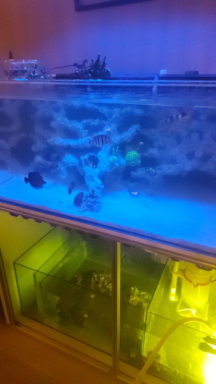 volglas sump 120x50x40 met stekken vak in, Enlèvement