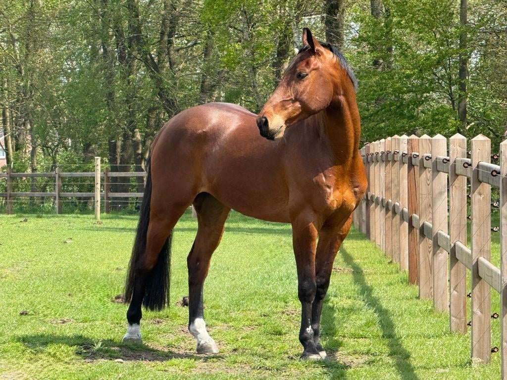 Knappe, kwalitatieve ruin (6Y), Dieren en Toebehoren, Springpaard, Met stamboom, Ruin, 3 tot 6 jaar