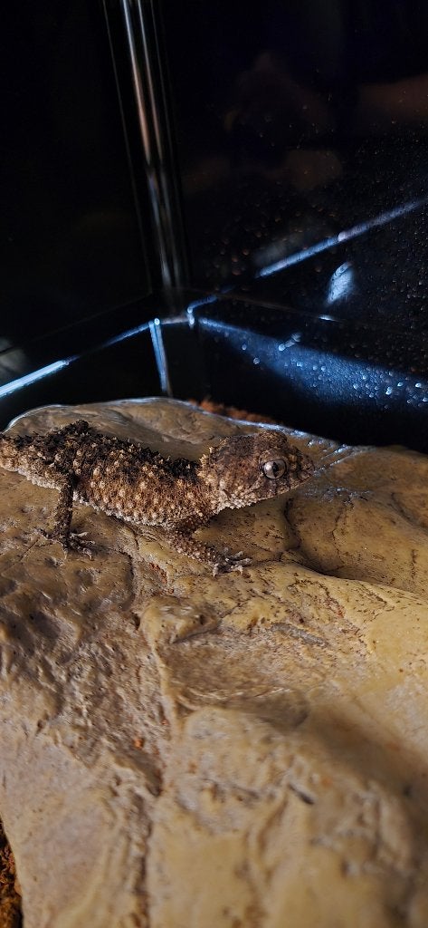 Nephrurus asper male, Lézard, 3 à 6 ans