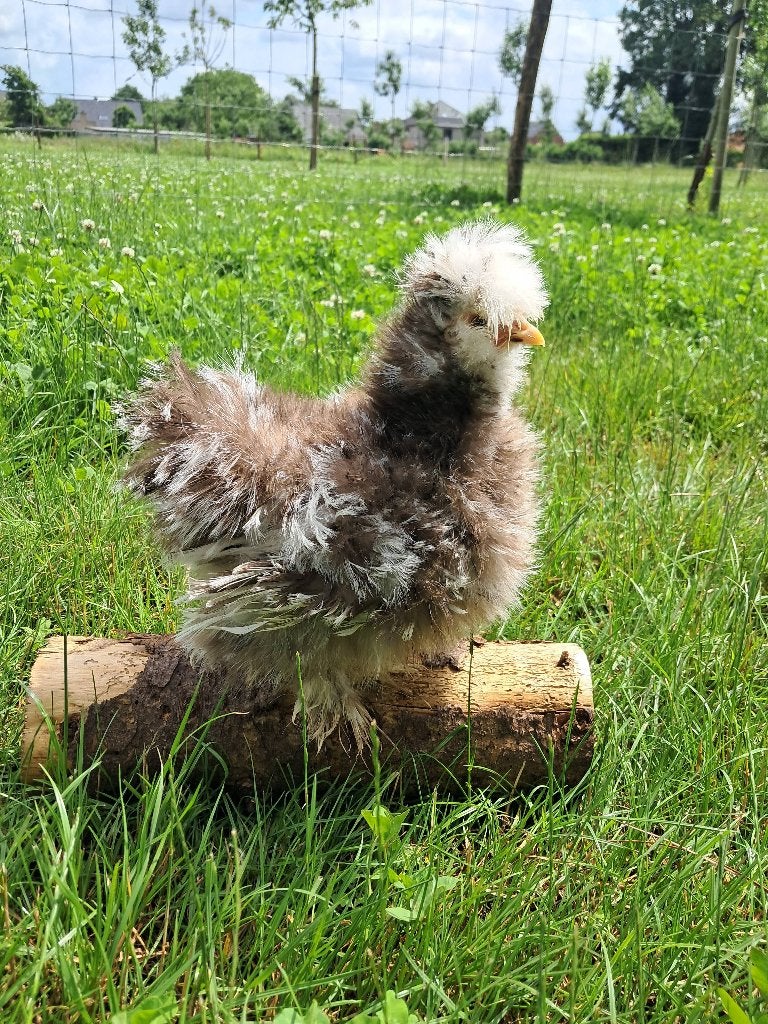 Usa zijdehoen choco motteld haan, Dieren en Toebehoren, Pluimvee, Mannelijk, Kip