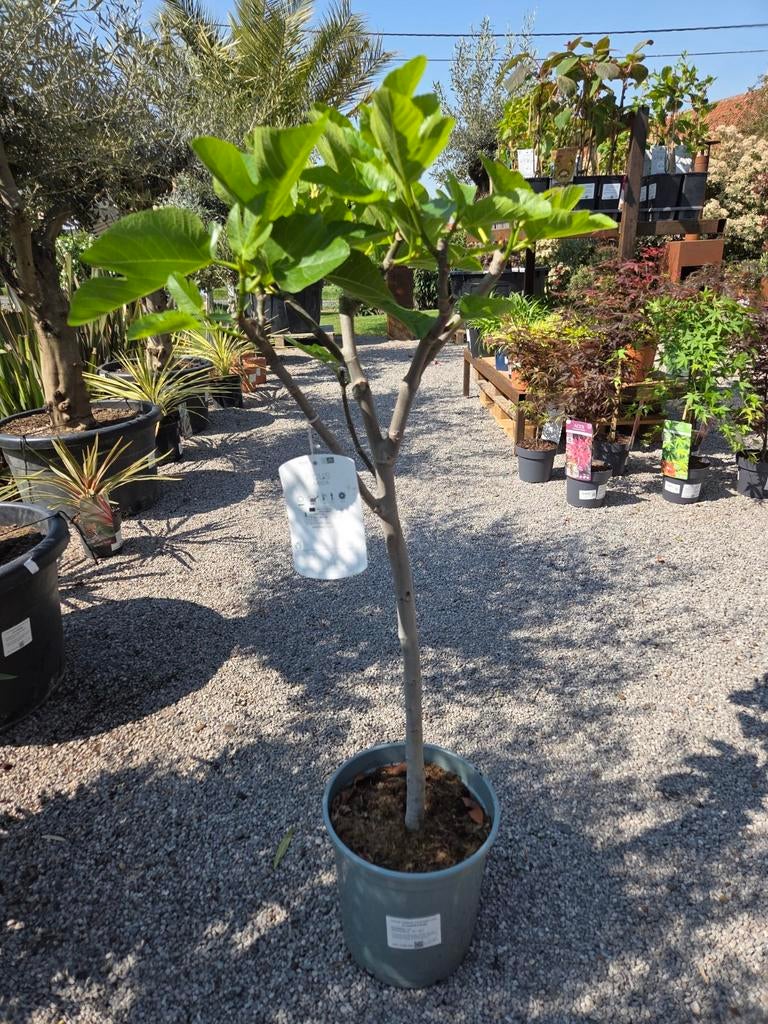 Vijgenboom Ficus Carica, Enlèvement, Figuier