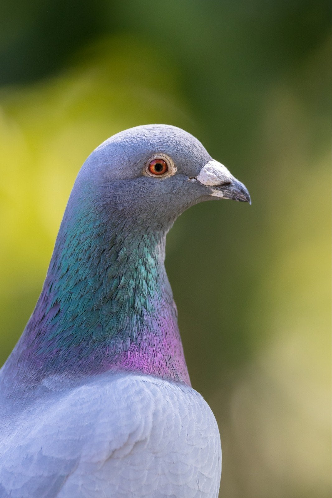 Duiven spullen, Dieren en Toebehoren, Vogels | Duiven