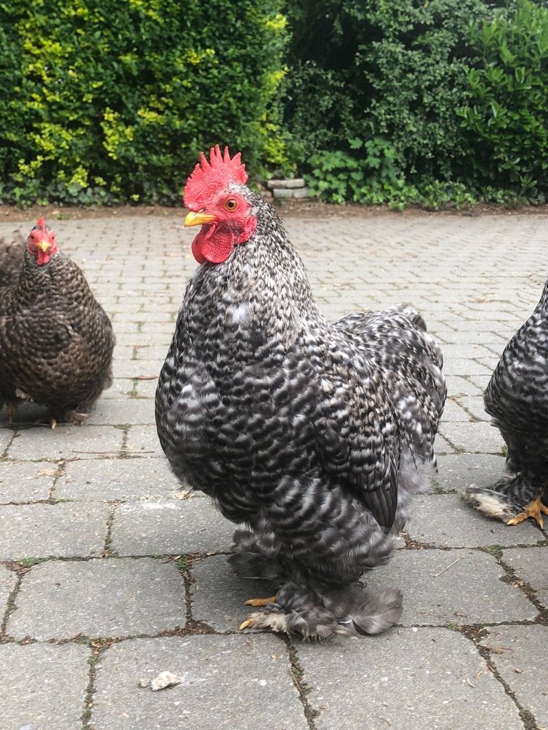 jonge Cochin kriel haantjes, Dieren en Toebehoren, Pluimvee, Kip, Mannelijk