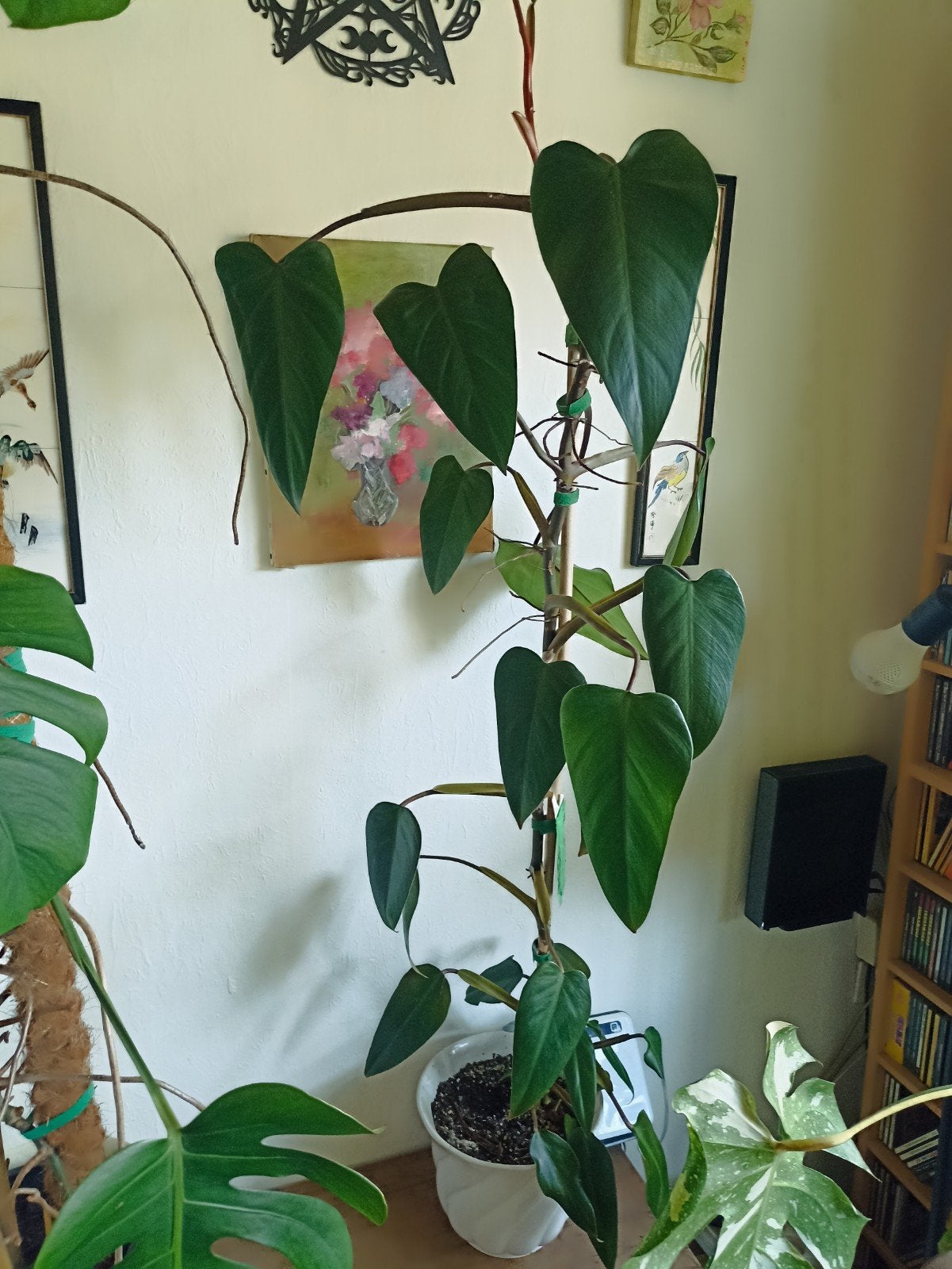 Philodendron Red Ruby, Maison & Meubles, Plante verte, Enlèvement, Ombre partielle, 100 à 150 cm