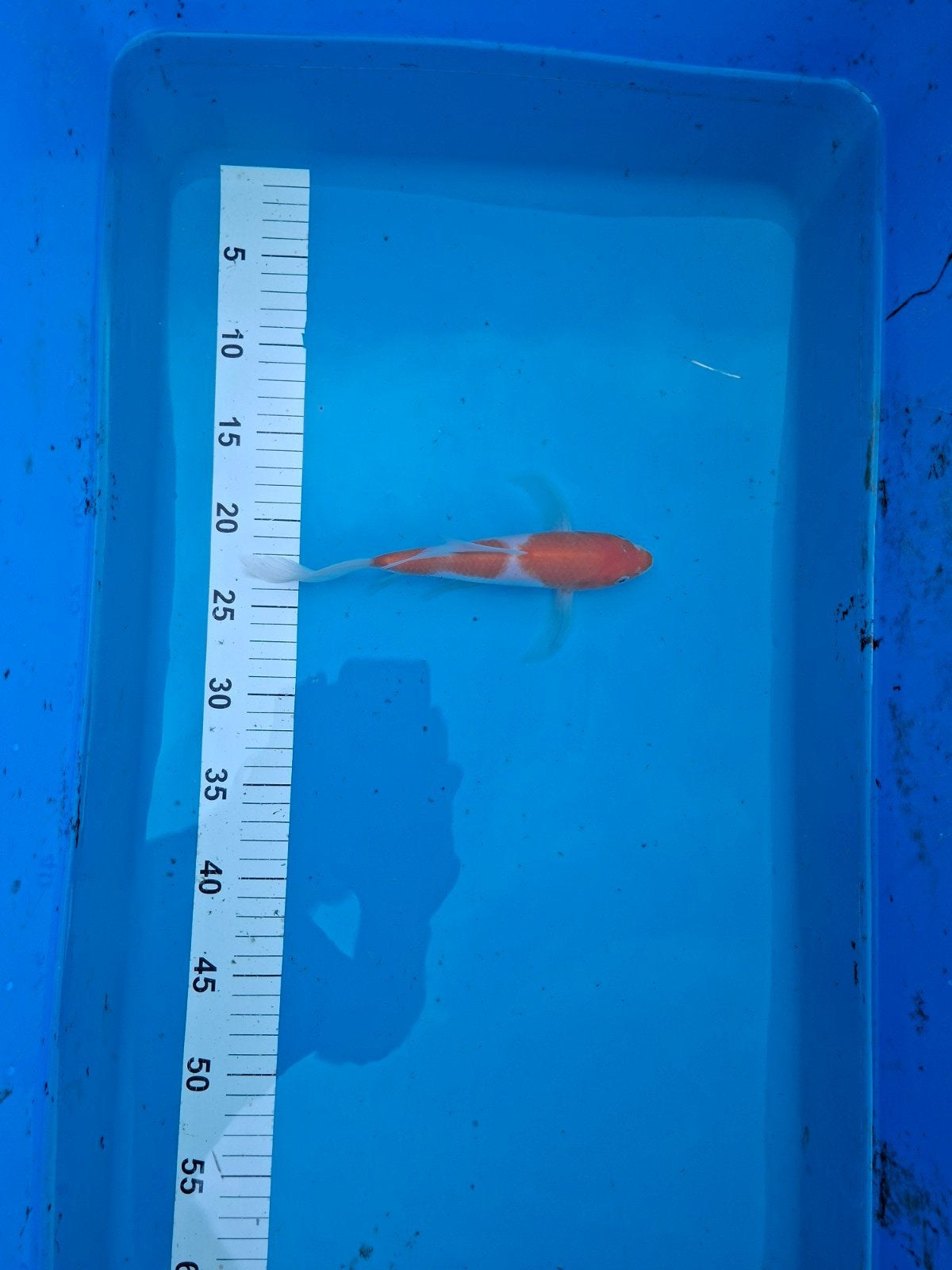 Japanse koi kohaku butterfly