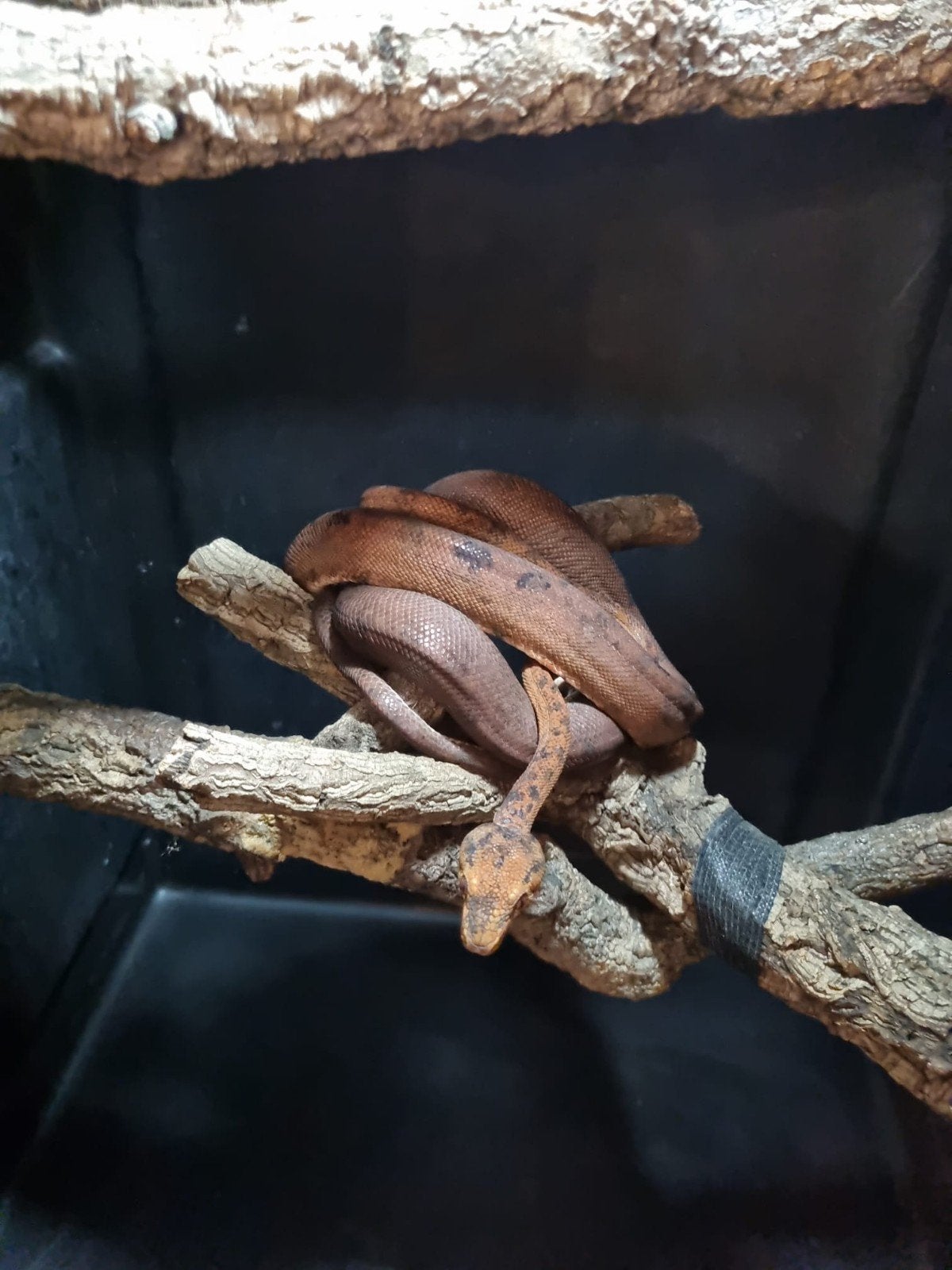 corallus Hortulanus femelle foul red, Dieren en Toebehoren, Reptielen en Amfibieën, Slang