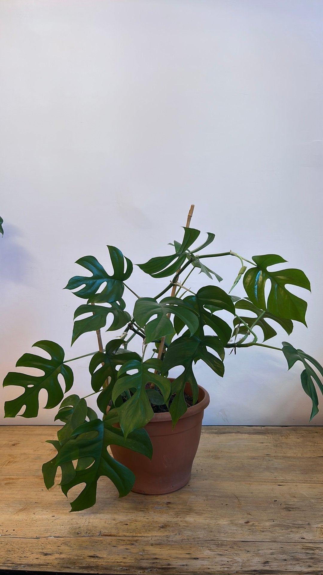 Monstera Minima / Rhaphidophora Tetrasperma, Huis en Inrichting, Kamerplanten, Ophalen