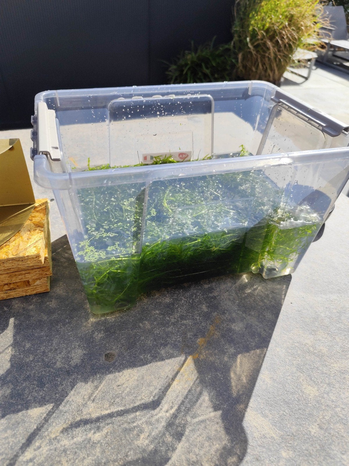 aquarium planten waterpest, Dieren en Toebehoren, Ophalen, Nieuw